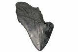Partial Fossil Megalodon Tooth - South Carolina #148715-1
